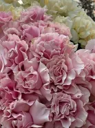 Фото товара мини